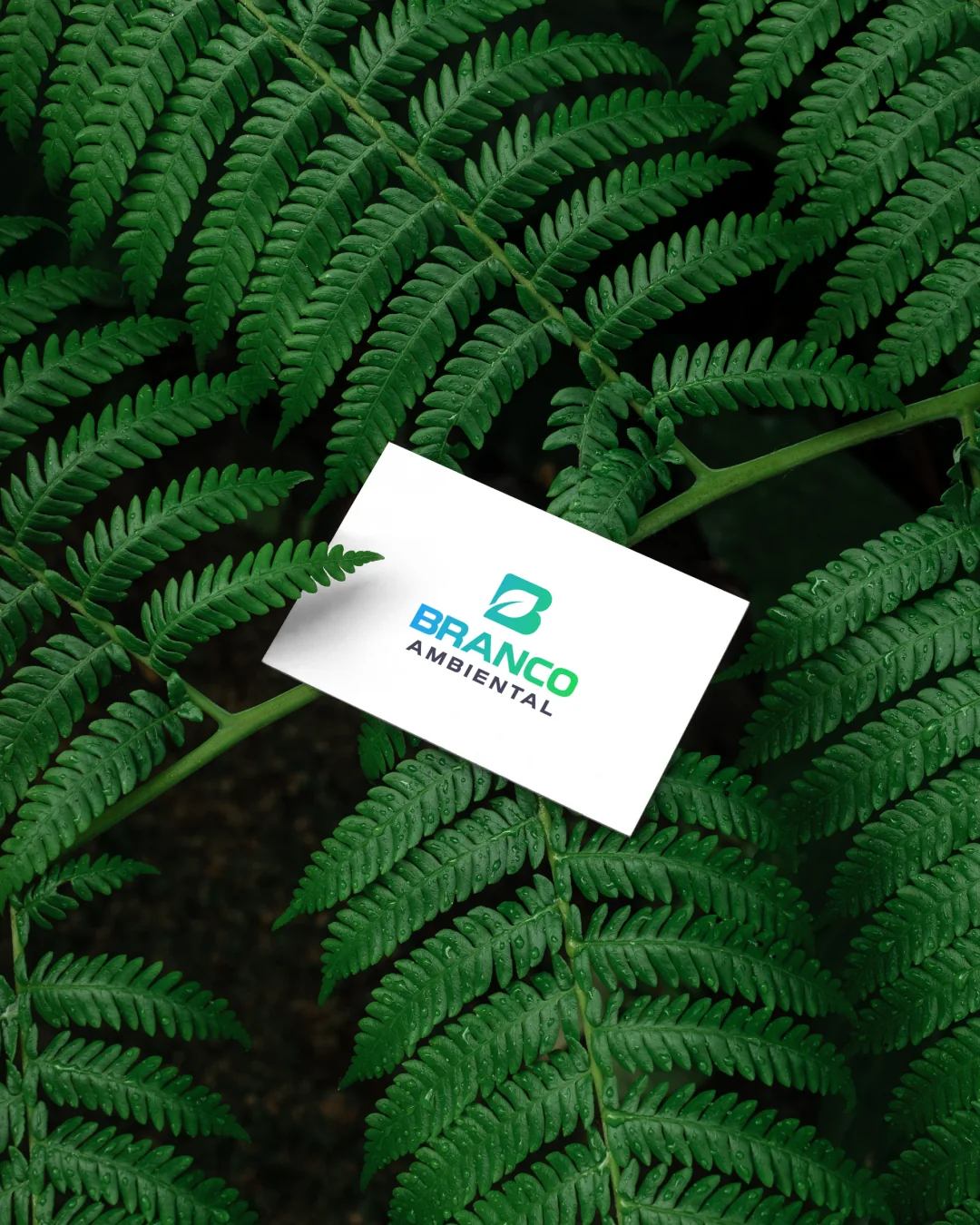Cartão da Branco Ambiental entre folhas, destacando a nova marca.
